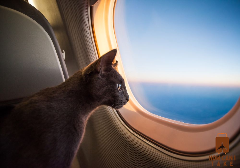 Understanding Your Cat's Travel Options