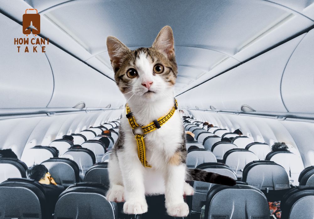 How To Take Cat on Plane?