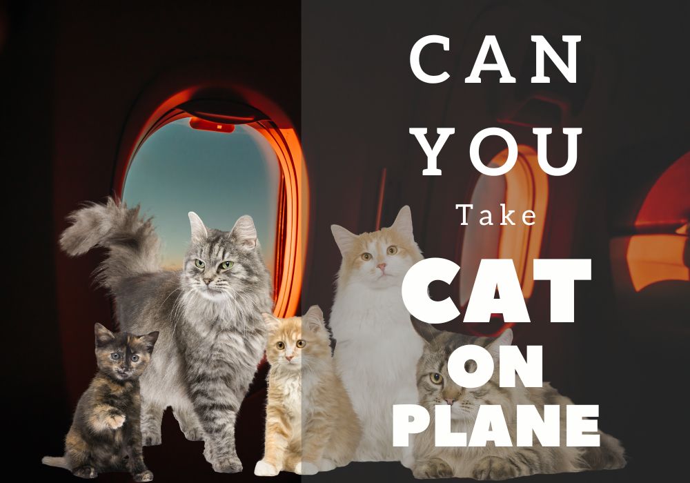 How To Take Cat on Plane What You Need to Know