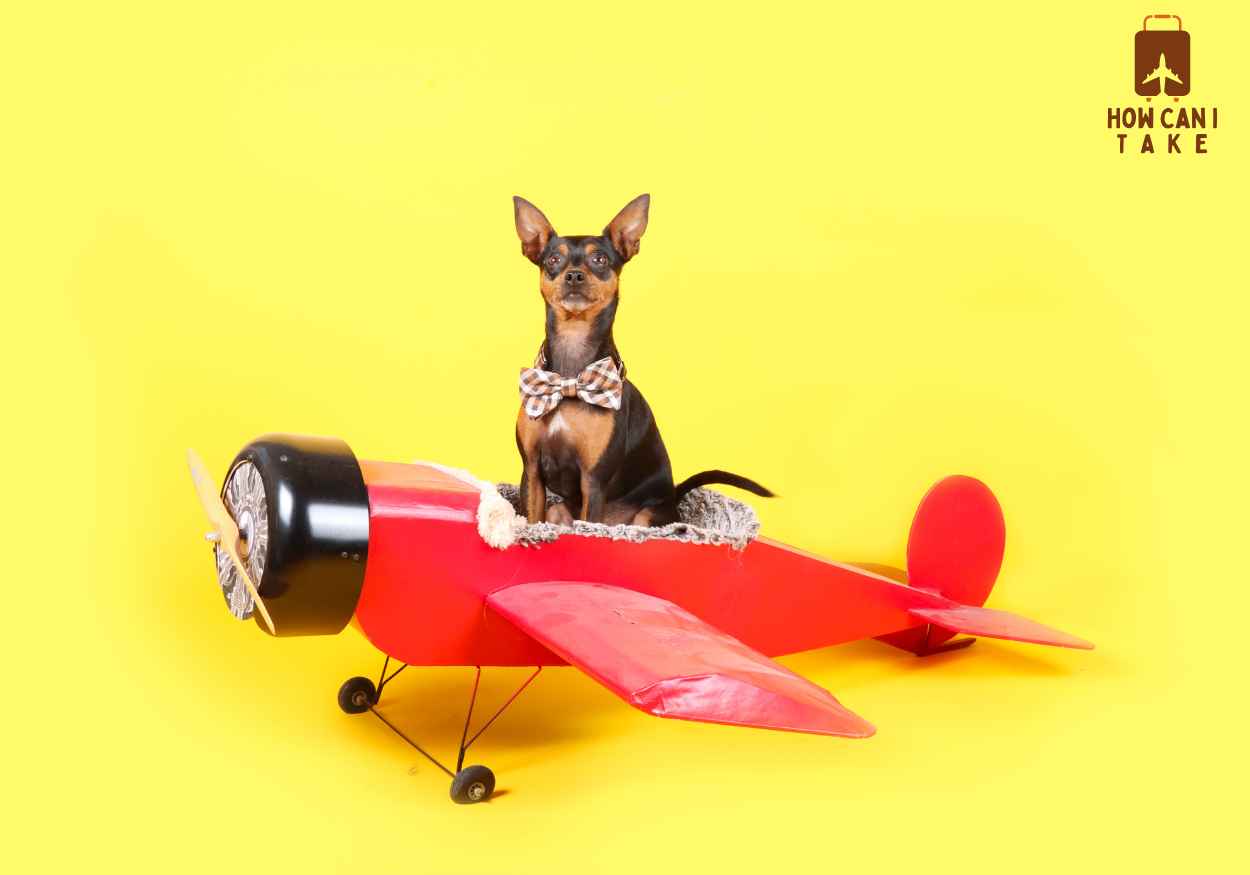 Can I Bring a Small Dog on a Plane? What You Need to Know